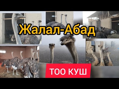 Видео: ТОО КУШ ЖАЛАЛ-АБАД