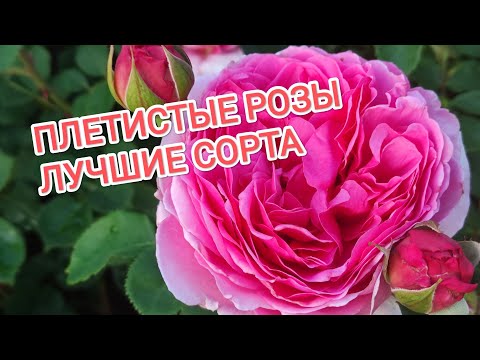 Видео: ПЛЕТИСТЫЕ РОЗЫ. ОБЗОР ЛУЧШИХ СОРТОВ.