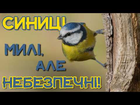 Видео: Неймовірні ЗДІБНОСТІ СИНИЧОК: темний бік маленьких пташок
