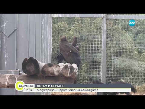 Видео: „Дотам и обратно”: Маджарово - царството на лешоядите