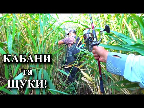 Видео: Втечеш від ДИКИХ КАБАНІВ, наловиш трофейних ЩУК! Дикі кабани та здорові щуки зовсім поряд!