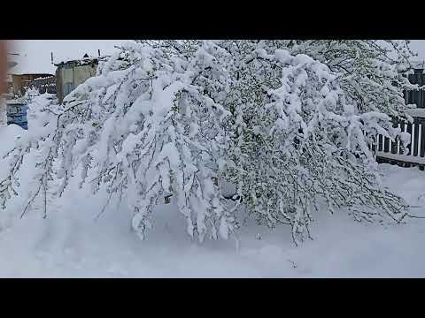 Видео: Погода сошла с ума. На моей памяти столько снега в мае ещё не было