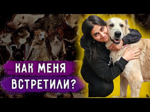 Видео: Реакция животных на мой приезд из Москвы. Кот Принц умер. В гостях у Световидовой Юлии.