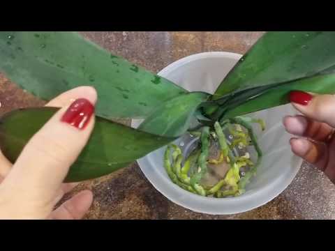 Видео: омоложение старой ОРХИДЕИ ..19.04.2020