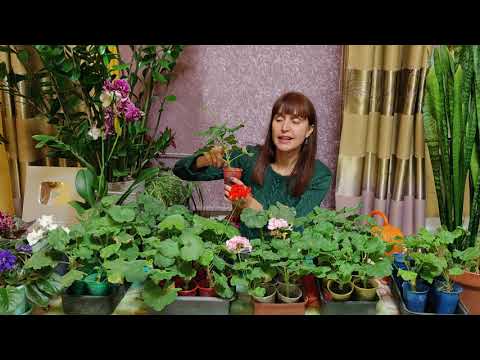 Видео: Раскрываю секреты! Как ухаживать за черенками пеларгонии (герани) зимой???