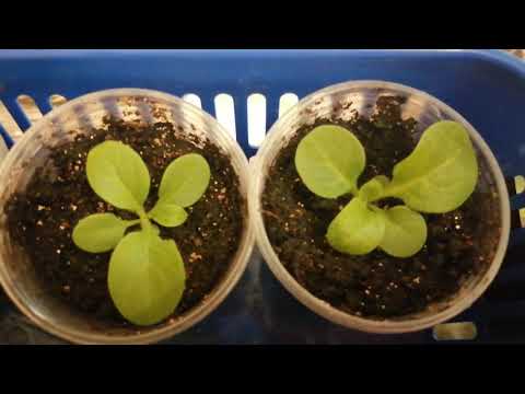 Видео: Первая Прищипка петунии