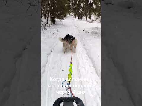 Видео: когда вспомнил, что соревнования через 4 дня