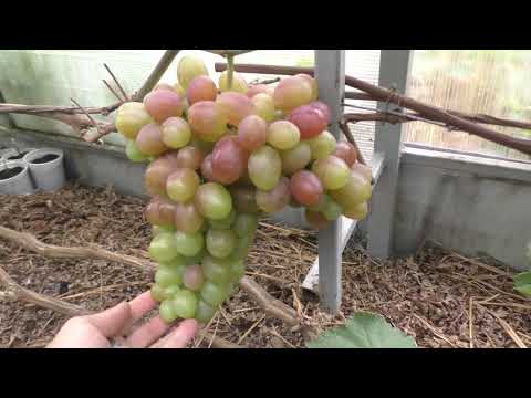 Видео: Прореживание виноградных гроздей. Как и для чего?