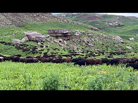 Видео: Май ойида яйловга чикаяпмиз 2025