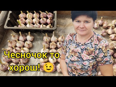 Видео: Озимый чеснок сохнет. Пояснения...