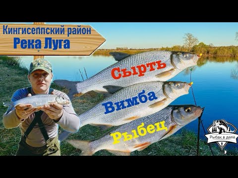 Видео: СЫРТЬ ПОШЛА! Ловля Сырти, Вимбы или Рыбца на реке Луга!Отличный клев Сырти.#сырть#вимба#рыбец