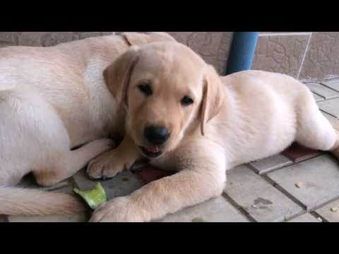 Видео: Лабрадорчики 6-8 недель