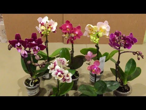 Видео: ОРХИДЕИ МИНИ фаленопсисы  КАК НАЗЫВАЮТСЯ и во что будем сажать?