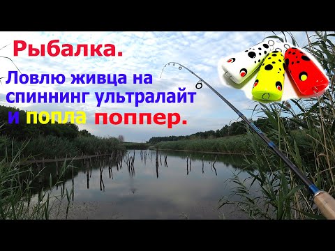 Видео: Рыбалка.Ловлю живца на спиннинг ультралайт и попла поппер.