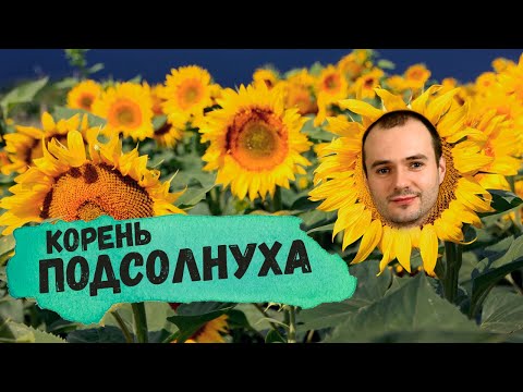 Видео: Корень подсолнечника (Подсолнуха): как заготавливать, польза, способы применения