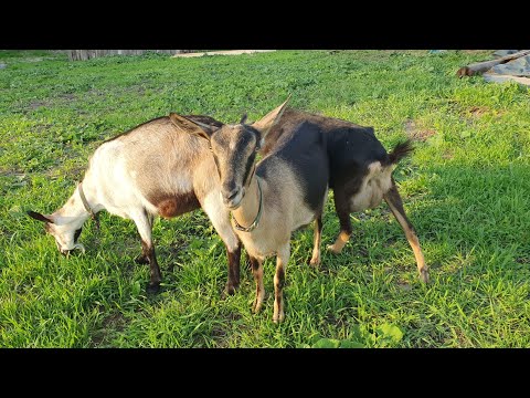 Видео: До скольки козам можно гулять // До скольки поить молоком и многое