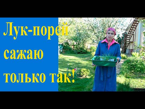 Видео: Сажаем лук-порей на грядку