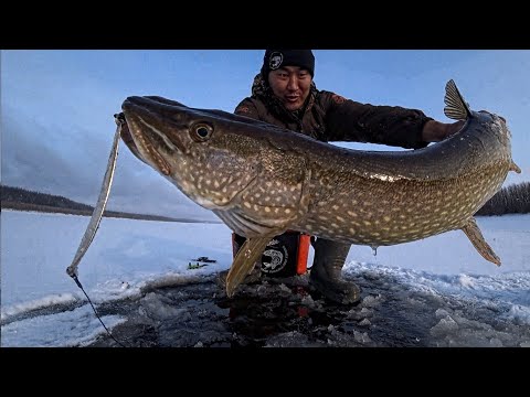 Видео: В РЫБНУЮ ЯМУ УШЁЛ ВТИХАРЯ ОТ ВСЕХ!