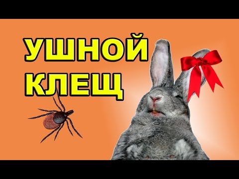 Видео: УШНОЙ КЛЕЩ