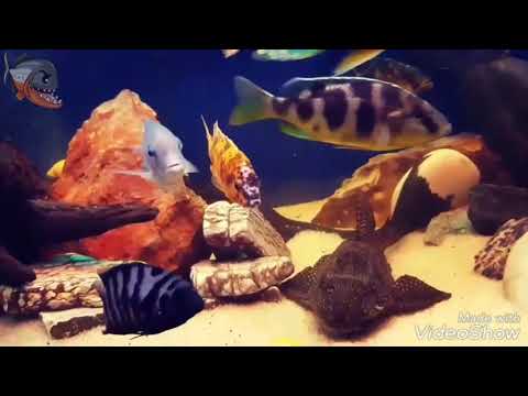 Видео: Аквариумный конкурс All Cichlids 2018. Мое мнение. Топ 15 работ конкурсантов