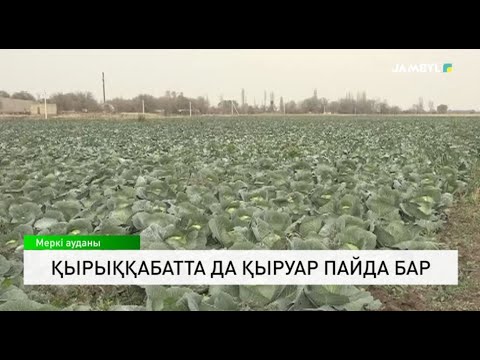 Видео: Қырыққабатта да қыруар пайда бар