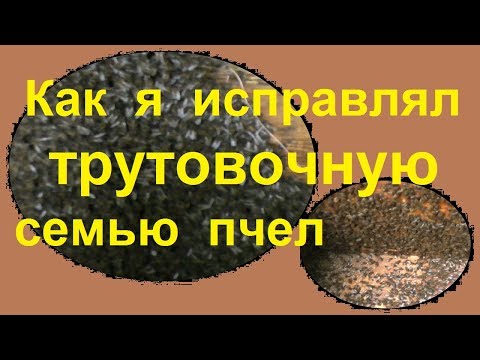 Видео: Как я исправлял трутовочную семью пчел