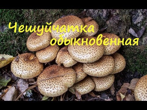 Видео: Чешуйчатка обыкновенная