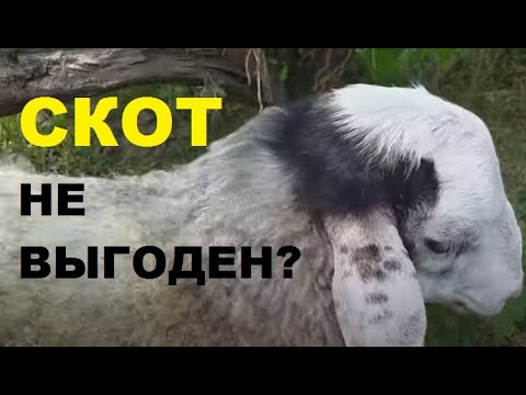 Видео: Разведение скота и беззерновое кормление животных.