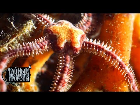 Видео: Секреты Холодных морей. Тайные механизмы природы