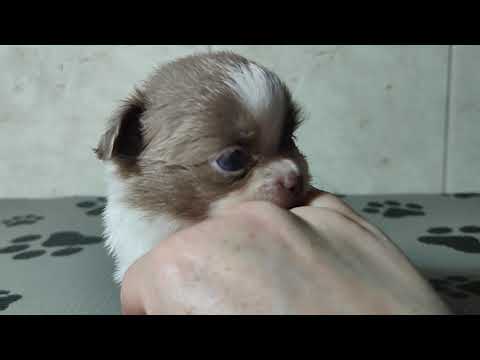 Видео: Бело лиловый щенок чихуахуа #цена 35 тр  #купитьщенкачихуахуапродаю +79215950848 