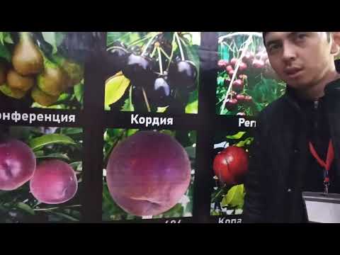 Видео: Агро ЭКСПО -2024ж .Бак дөөлөттүн Түркиядан келген карлик көчөттөрү чыкты...