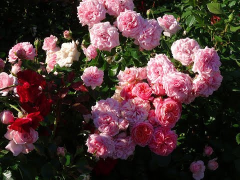 Видео: Секретный ингридиент для красивых роз! Встреча в клубе цветоводов. часть 1