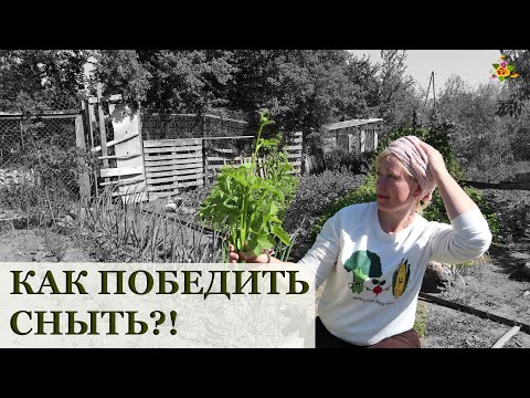 Видео: Как бороться со снытью? / Мой опыт