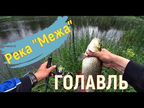 Видео: Река Межа. Удачная рыбалка. Ловля голавля и жереха в Тверской области.