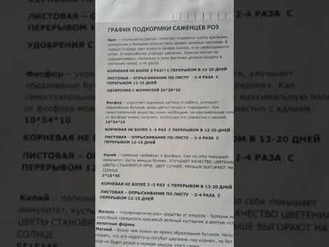 Видео: График подкормки саженцев роз, питомник роз Полины Козловой,  rozarium.biz