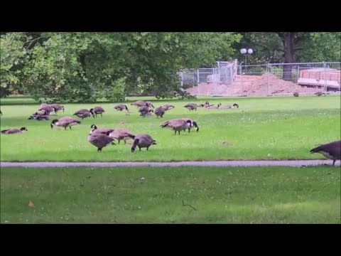 Видео: Гуси в парке…