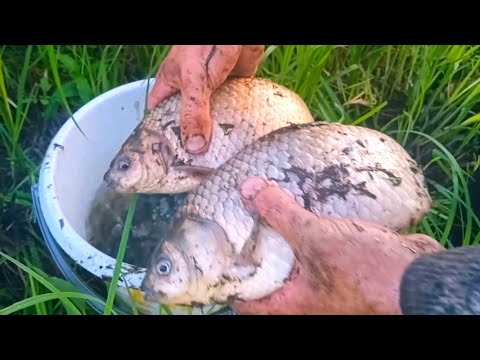 Видео: ВЕДРО КАРАСЕЙ ЗА ПОЛЧАСА! Рыбалка кастинговой сетью!