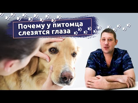 Видео: Слёзы из глаз: Почему у кошки или собаки слезятся глаза | Рассказывает ветеринар-офтальмолог