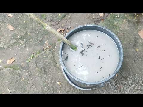 Видео: Стимуляція дозрівання томатів