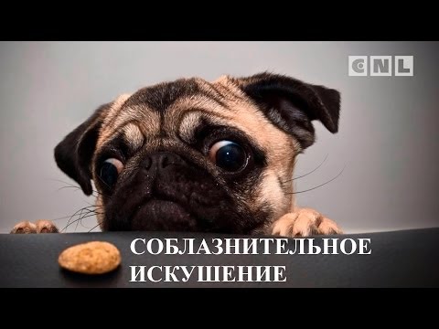 Видео: Опасная зона: соблазнительное искушение - воспитание характера. Вожделение плоти.