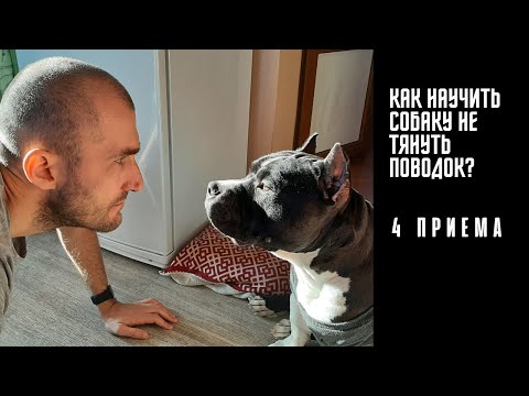 Видео: Как научить собаку не тянуть поводок?