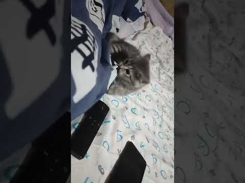 Видео: little cat 🐱 маленький милый котёнок