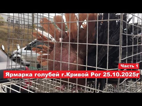Видео: Ярмарка голубей и декоративных птиц г. Кривой Рог 25.10.2025. Часть 1