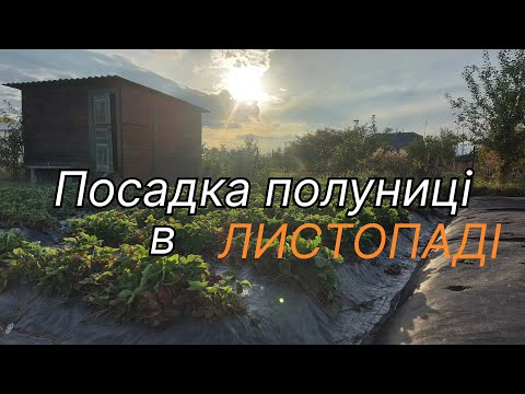 Видео: Посадка полуниці пізньою осінню/Переваги та мінуси