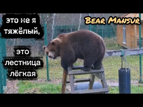 Видео: Непоседа Мансур, испытывает лестницу 😁🐻Restless Mansur Tests the Ladder_30/10/25