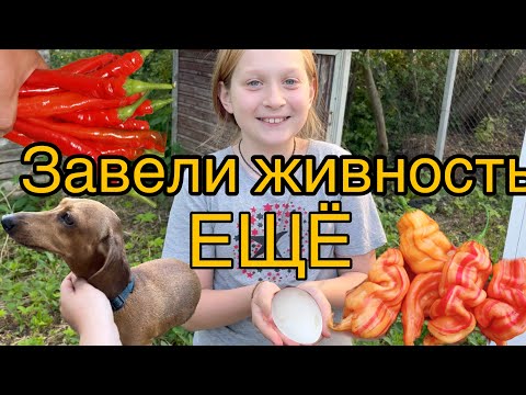 Видео: Адская ферма: СУПЕР ОСТРЫЕ перцы 🌶️ Завели новую живность на даче