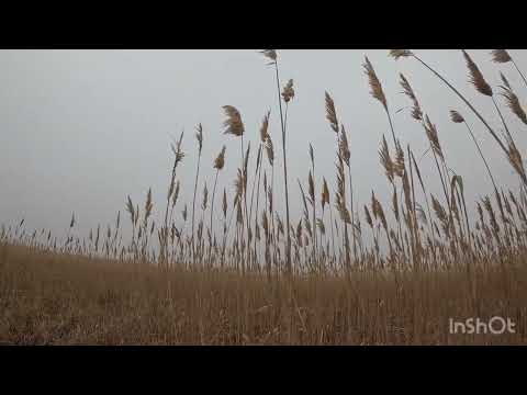 Видео: 4 января 2025 г.