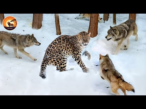 Видео: Самые смертоносные хищники замороженных лесов борются за выживание | Документальный фильм о животных