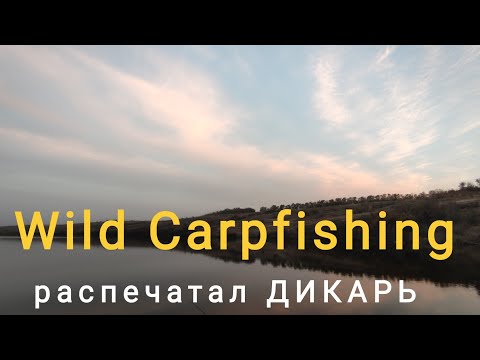 Видео: Рыбалка на "дикаре", поймал огромного карпа #2023 #carpfishing #карпфишинг #белыйамур #рыбалка