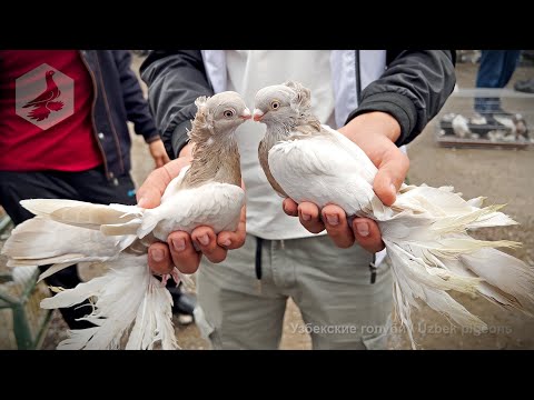 Видео: Птичий рынок г. Ташкент - ГОЛУБИ (05.10.2024)